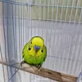 الصورة الأولى