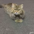الصورة الأولى