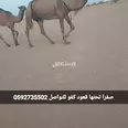 الصورة الأولى