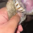الصورة الأولى