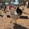 الصورة الأولى
