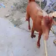 الصورة الأولى