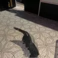 الصورة الأولى