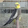 الصورة الأولى