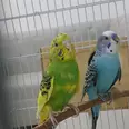 الصورة الأولى