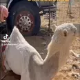 الصورة الأولى