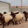 الصورة الأولى