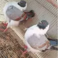 First Image