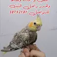 الصورة الأولى