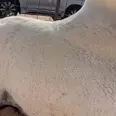 الصورة الأولى