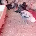 الصورة الأولى