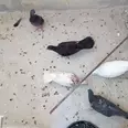 الصورة الأولى
