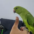 الصورة الأولى