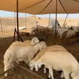 الصورة الأولى