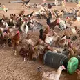 الصورة الأولى