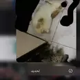 First Image