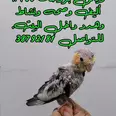 الصورة الأولى