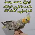 الصورة الأولى