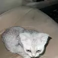 الصورة الأولى