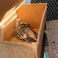 الصورة الأولى