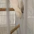 الصورة الأولى