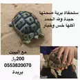 الصورة الأولى