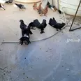 الصورة الأولى