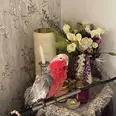 الصورة الأولى