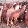 الصورة الأولى