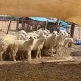 الصورة الأولى