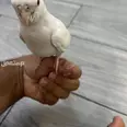 الصورة الأولى