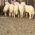 الصورة الأولى