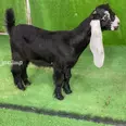 First Image