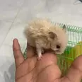 الصورة الأولى