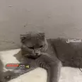 الصورة الأولى