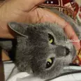 الصورة الأولى