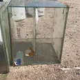 First Image