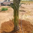 First Image