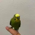 الصورة الأولى
