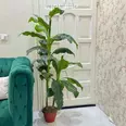 First Image