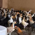 الصورة الأولى