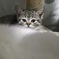 الصورة الأولى