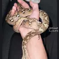 الصورة الأولى