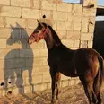 الصورة الأولى