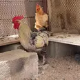 الصورة الأولى