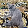 الصورة الأولى
