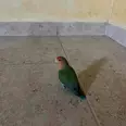 الصورة الأولى
