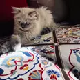 الصورة الأولى