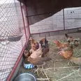 الصورة الأولى