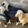 الصورة الأولى